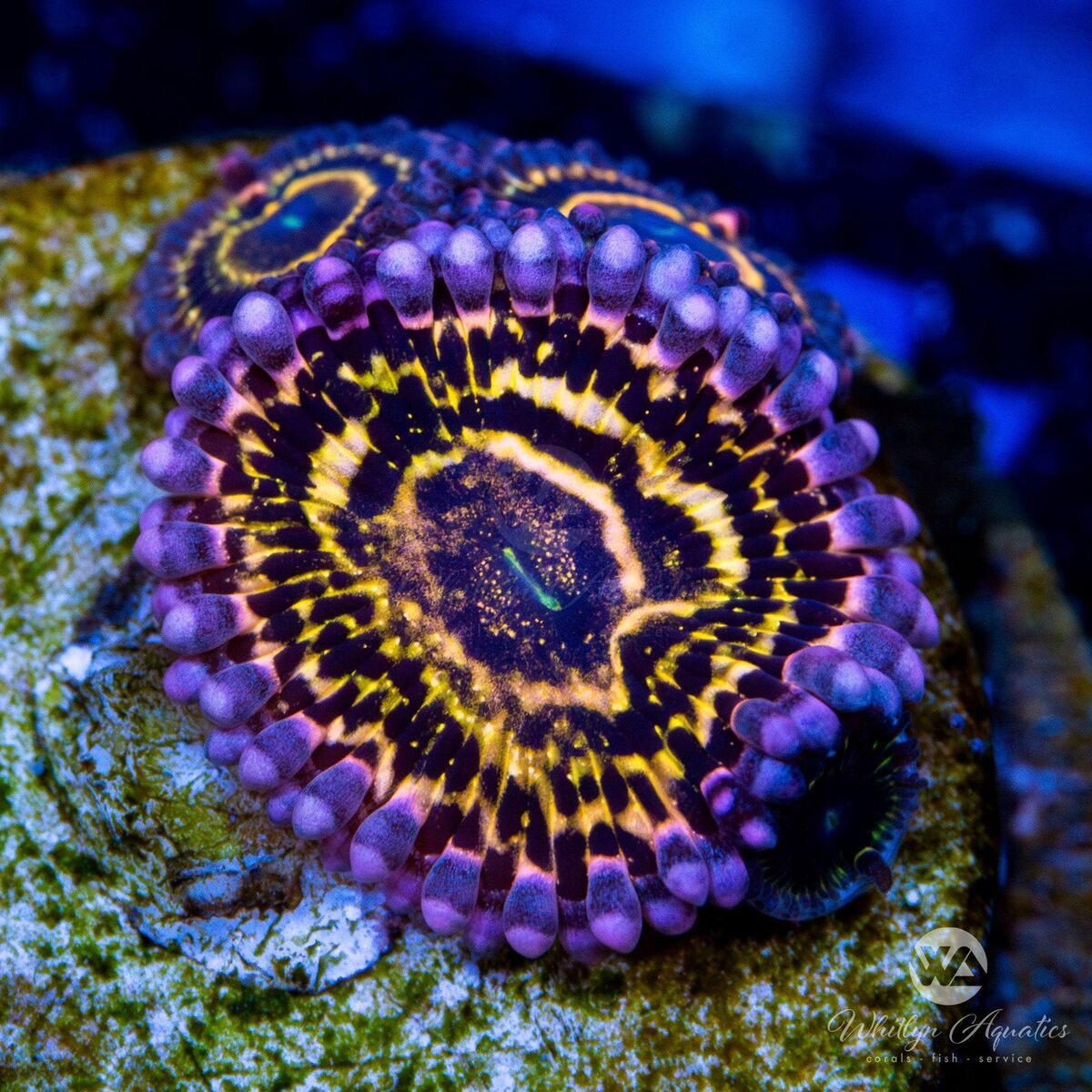 Stratosphere Zoa Zoanthid - Live Coral Frag | eBay Stratosphere Zoa Zoanthid - Live Coral Frag | eBay