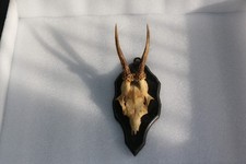 Rehgeweih Trophäen Rehbock Geweih Gehörne Jagdtrophäe