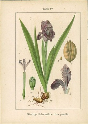 Lithographie: Echte Schwertlilie, Iris germanica. Niedrige Schwertlilie, Iris pu