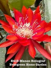 Rooted Epiphyllum Orchid Cactus “Manon Bollegraf” Growing In 4” Starter Pot.