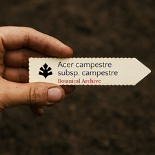 Acer campestre subsp. campestre | Field Maple | 10 SEEDS