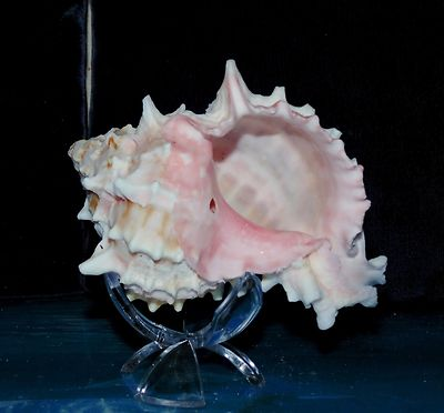 #ad ONE 1 3 4quot; PINK MUREX SEA SHELL NAUTICAL BEACH DECOR NAUTICAL TROPICAL REEF A9 $11.99