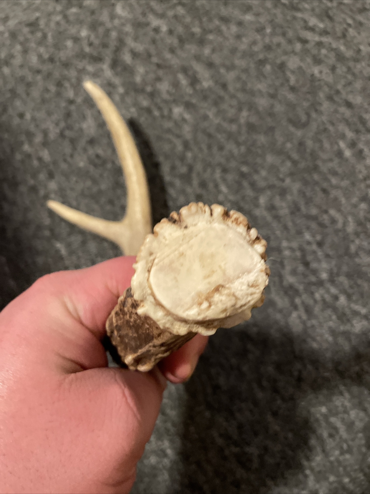 whitetail deer antlers sheds taxidermy Rattling Outdoor eBay