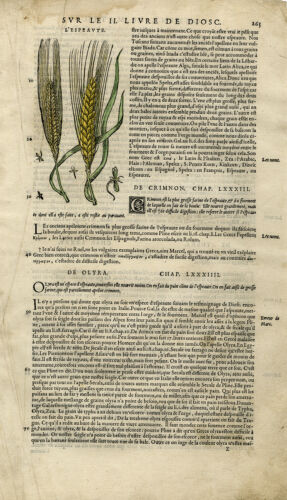 Antique Print-Botany-Spelt-Mattioli-p. 265-Anonymous-1572 - Picture 1 of 3