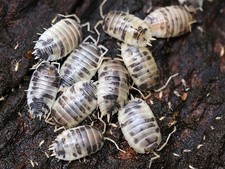 Live Isopods for Reptile Terrarium Clean-Up Crew and Enclosures