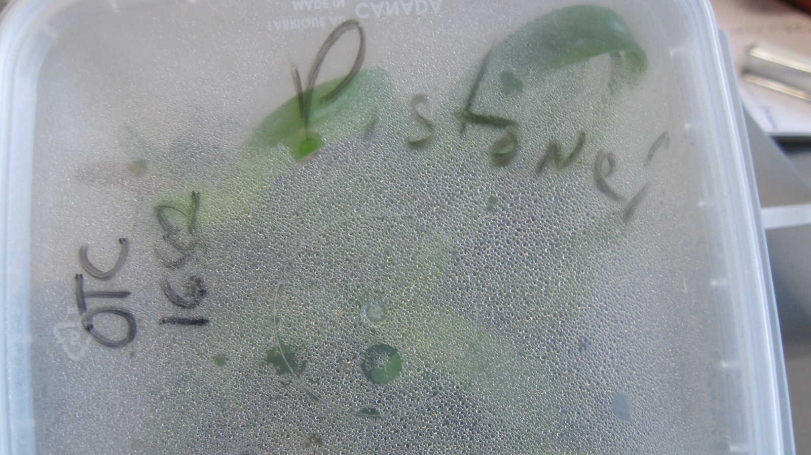 Orchid FLASK Paph stonei Paphiopedilum species RARE !!!!!!!!!!!!! eBay