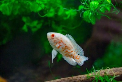 Albino Tiger Oscar 2.0 2.5 Inch   Live Freshwater Cichlid   Vibrant Juvenile Fis