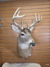 FHMN8 - Whitetail Deer Real Antler Deer Taxidermy Mount