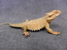 CollectA NIP * Bearded Dragon Lizard * 88567 Wildlife Pogona Model Toy Figurine