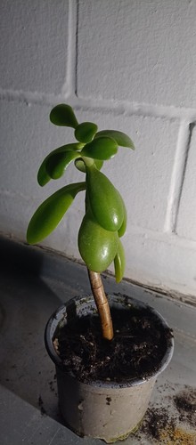 Glücksbaum Dickblatt Geldbaum Crassula Ocata zimmer pflanze Ableger 118 cm groß - Bild 6 von 6