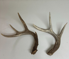 Whitetail Deer Antler Sheds (Lot of 2) – Large Natural USA Antlers Rustic Decor
