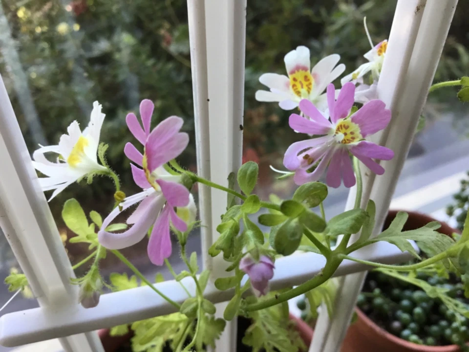 Poor Man's Orchid seeds for pots indoors all year 50 - Image 2 of 4