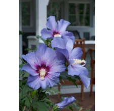 Azurri Blue Satin Rose of Sharon Plant Hibiscus Syriacus Althea Plant 4.5qt Pot.