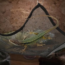 2 Pcs Reptile Hammock Lizard Snake Hanging Bed Pet Resting Mat Black