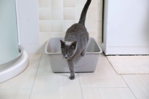 Durable Open Top Entry Easy to Clean Cat Litter Pan Plastic Cat Litter Box,