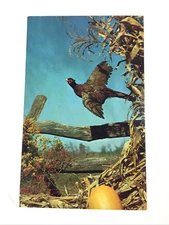 Vintage Arcadia Valley, Ironton Missouri. The Sportsman's Dream and Fall time.