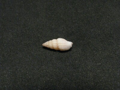 Mitra (vexillum) modestum (Reeve,1845) ''A HAWAIIAN WATERS MICRO-MOLLUSK'' (12.1mm