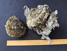 Hornet Wasp Nest Honeycomb Hive Taxidermy Wisconsin Parts Natural Teacher
