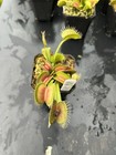 Venus Flytrap BCP Z02 -  Carnivorous Plant - Giant Cultivar 🔥 — photo 6