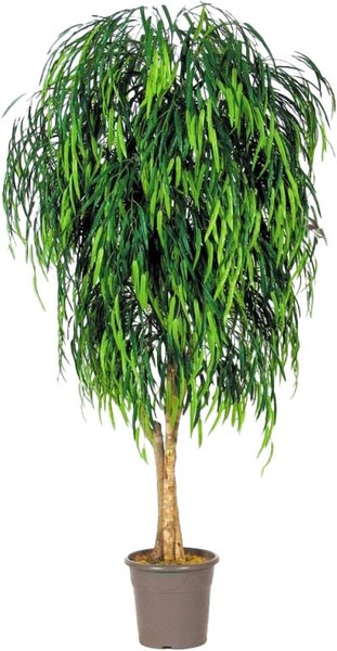 Artplants Deko Trauerweide Morino, EchtstäMme, GrüN, Crossdoor, 150Cm-image