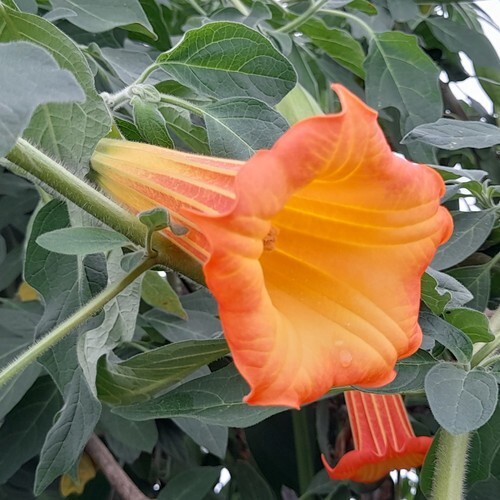 Orange Engelstrompete Brugmansia suaveolens 5+ Samen Angel's Trumpet Z 138 - Bild 1 von 1