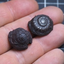 2 pcs Gastropods Fossils 21-22 mm Morocco Jurassic Various Species Hematite 4012