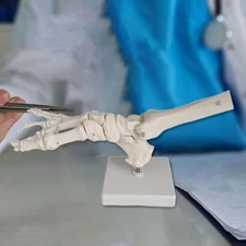 Life Size Movable Foot Skeleton Model for Students with Flexible Ankle