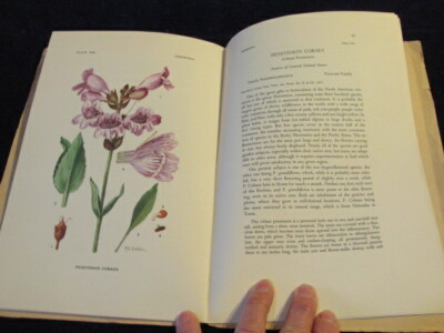 Vtg Color Botanical Prints 10 3/4x7