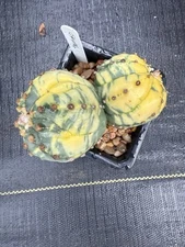 Astrophytum Asterias Variegated Double Header!