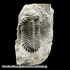 Hollardops mesocristata Trilobite Fossil Devonian Morocco A Grade with COA