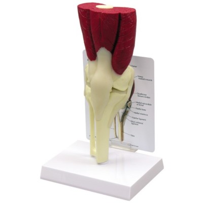 Kniegelenk muskulös GPI anatomisches Modell LFA # 1060.  Machen Sie uns ein Angebot! SIEHE VIDEO