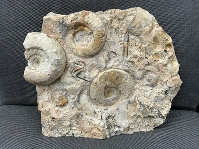 Seltener Trias Ammonit Multi, verschiedene unbekannte Arten, Timor-Leste, Asien.