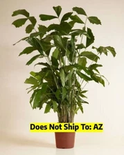 Fishtail Palm Tree Caryota Mitis Privacy Live Plant 3" Pot 3-7" Overall Height
