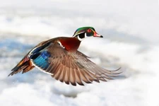 Wood Duck Flight by Jim Cumming Wildlife Photography Giclee Print Ships Free