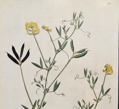 Antiker Botanischer Druck LATHYRUS PRATENSIS Curtis Flora Londinensis 1777