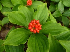 Creeping Dogwood, (Bunchberry), Cornus canadensis, Seeds (Showy, Edible)