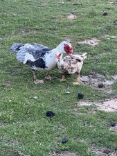 Muscovy Duck Hatching Eggs - Fresh - Fertile - 6 Eggs - Quick Ship - Free Roam 