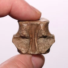 Champsosaurus Vertebra - Dinosaur Age BEAUTIFUL Hell Creek Formation Cretaceous