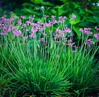 Tulbaghia violacea, Society Garlic - 10 Sementes