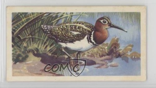 1961 Brooke Bond Tropical Birds Tea Painted Snipe #8 0y5 - Picture 1 of 3