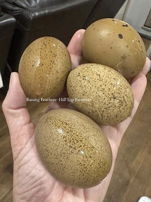 Olive/BC Olives/Moss Hatching Eggs HALF Dozen (6+1)