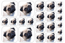 PUG Dog Stickers - Multiple Size and Material Options