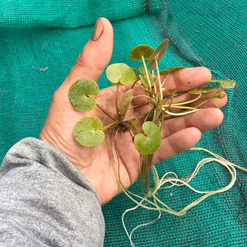 3X BABY FROGBIT FLOATING POND PLANT UK NATIVE WATER PLANTS eBay