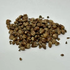 Chinese Juniper Bonsai Tree Seed Pack Juniperus Chinensis