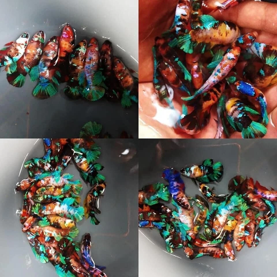 Pack de 10 - Peces Betta Vivos - Betta Hembra para HMPK Galaxy Koi Foto 4 de 4