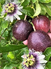 Tropibelle Passion Fruit 10 lb Fresh Sweet Juicy