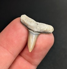 Gorgeous Gem Lemon Shark Tooth BV Florida Megalodon Era