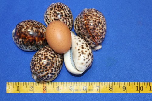 Große Tiger Kaurimuscheln / große Kaurimuscheln, 3 Zoll plus, SS-134 - Bild 11 von 12