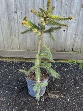 Norway Spruce 'Inversa Pendula' Tree | Weeping Spruce | 40-60cm (3L) Picea abies