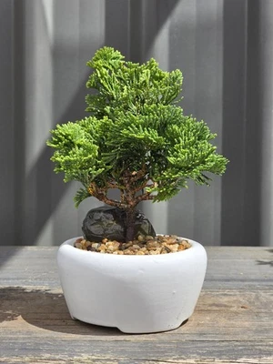 Hinoki Bonsai FREE EXPRESS POST As It Is With The Pot - image 1 of 4